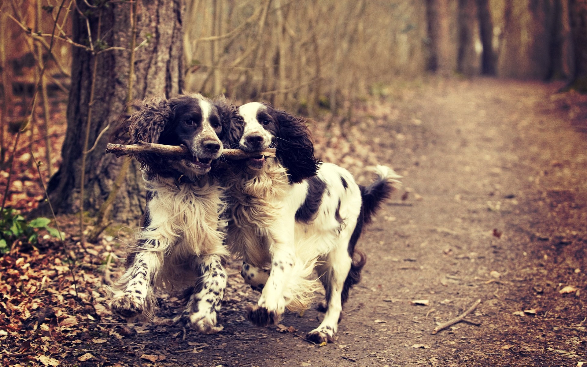 chien chien mammifère animal de compagnie cynologue mignon animal portrait chiot nature herbe domestique jeune peu adorable