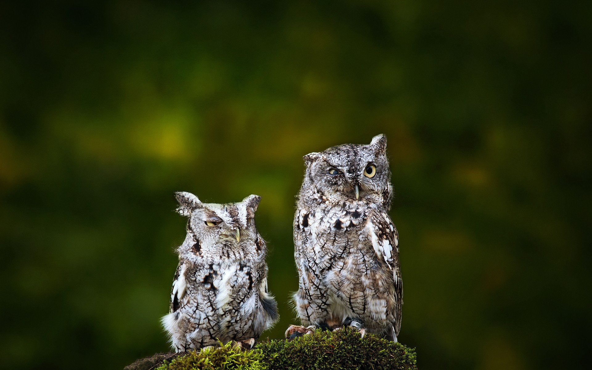 tiere eule tierwelt natur im freien tier wild raptor baum eulen