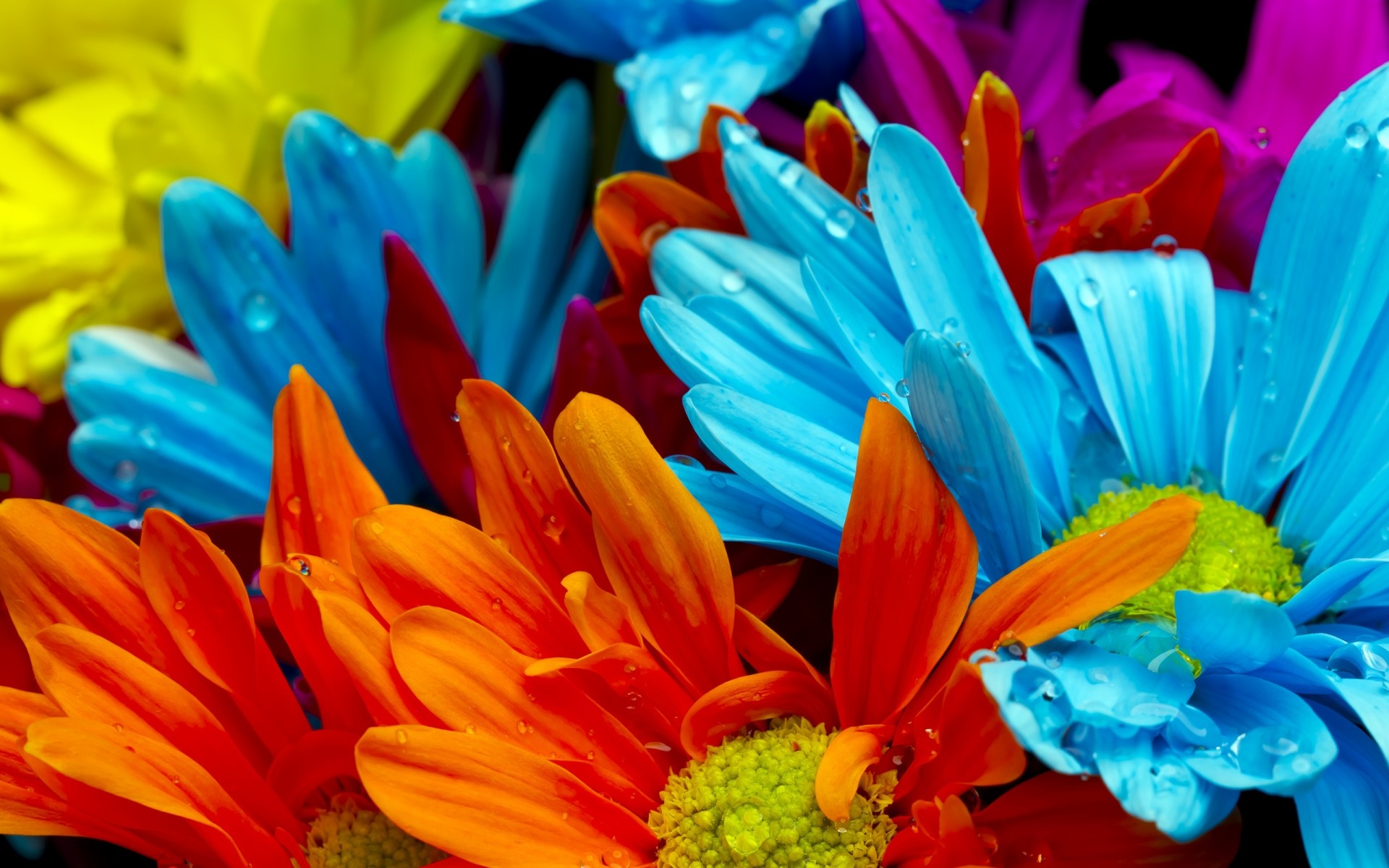 fleurs nature fleur lumineux couleur flore été jardin feuille pétale belle bluming gerbera