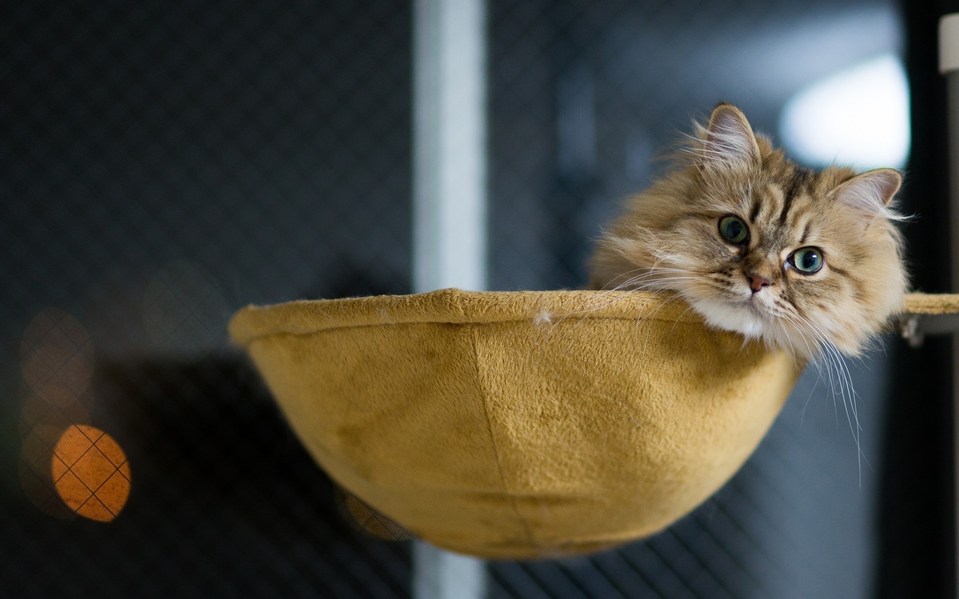 katze katze porträt eins säugetier kätzchen niedlich haustier auge tier junge kitty