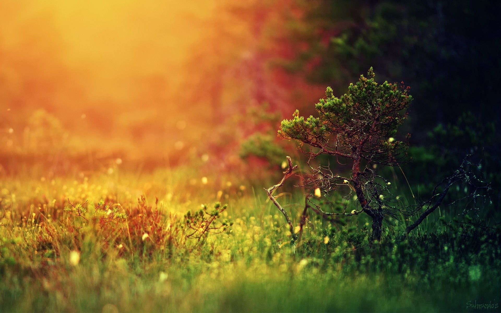 paisaje naturaleza paisaje sol árbol campo hierba amanecer hoja al aire libre otoño flor buen tiempo color madera puesta de sol verano crecimiento flora jardín plantas