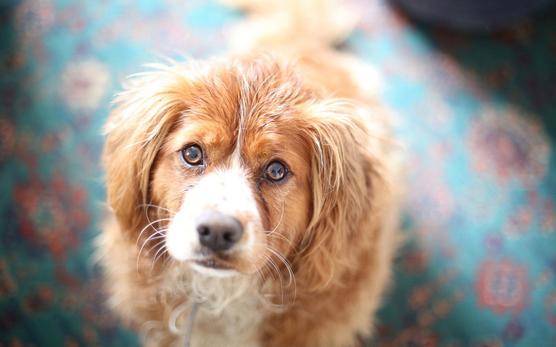 cães cão fofa animal de estimação mamífero cinegrafista animal retrato filhote de cachorro visualização pouco pele sentar