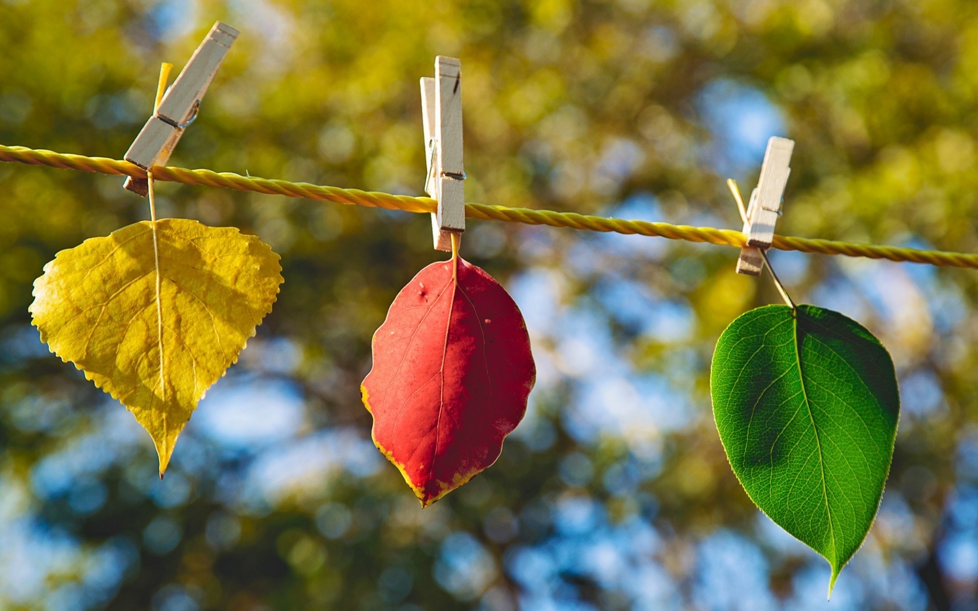 landscapes leaf tree fall nature outdoors branch flora hanging wood sky color bright season growth leaves landscape