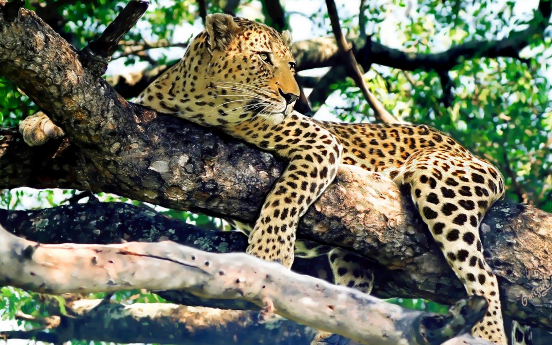 animaux nature faune sauvage léopard chat mammifère à l extérieur animal arbre bois grand prédateur zoo portrait