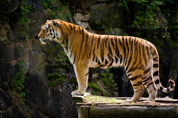 Le tigre se tient debout et regarde au loin