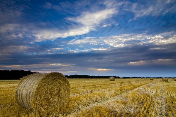 Village field. Landscape of a wheat field with straw