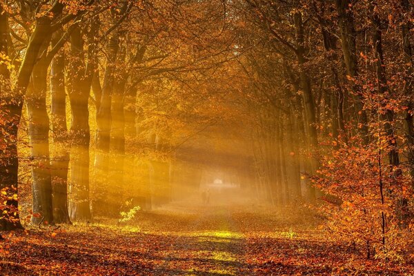 Herbstlandschaft mit Sonnenstrahlen