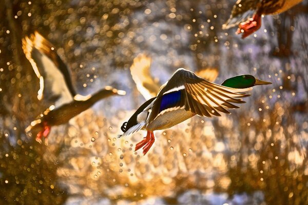 Wilde Enten auf verschwommenem Hintergrund