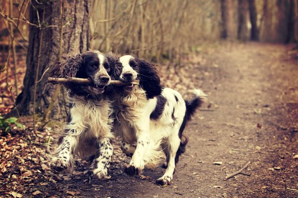 Due cani che giocano con un bastone