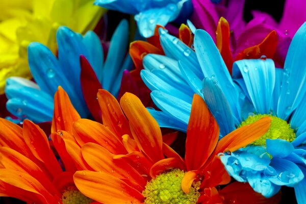 Chrysanthèmes orange et bleu avec des médiums jaunes