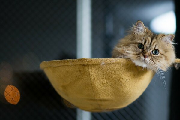 A little cat is lying in a net