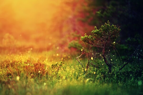 Ein kleiner Baum unter den Strahlen der Sonne