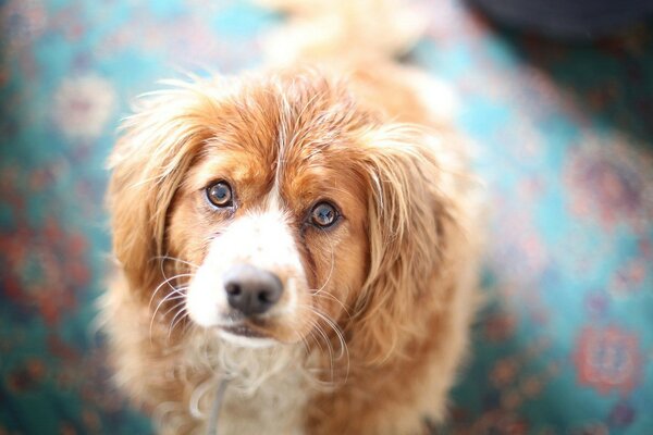 Niedlichen braunen Hund Gesicht