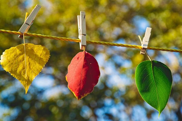 Folhas coloridas penduradas na corda