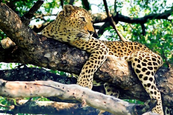 Leopardo selvatico che riposa su un albero