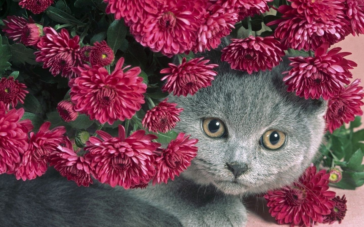 cats flower nature floral flora