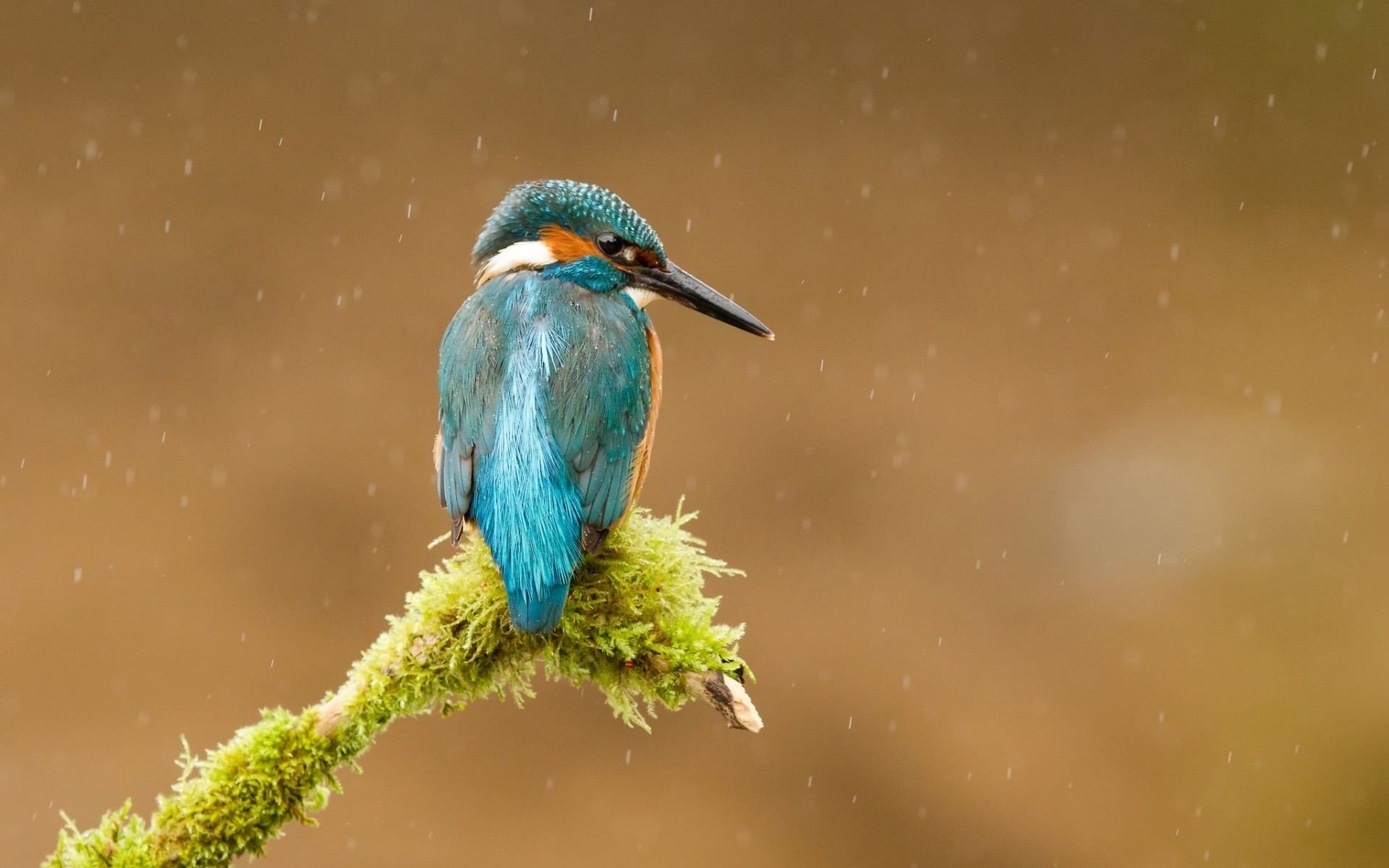 oiseaux oiseau nature faune