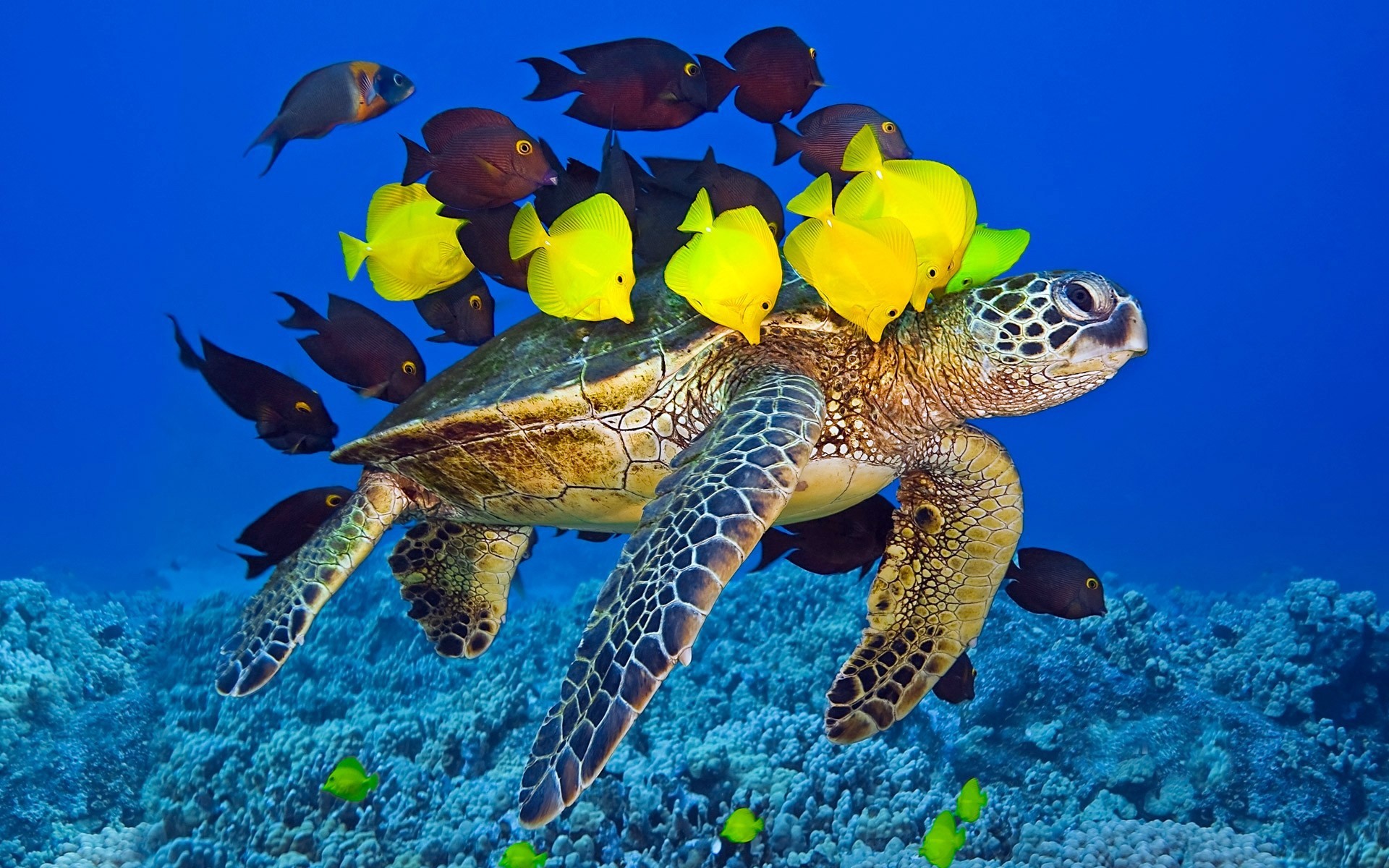 animales marinos bajo el agua coral peces arrecife tortuga océano mar tropical natación marina snorkel naturaleza acuático buceo acuario vida silvestre animal buceo agua exótico peces