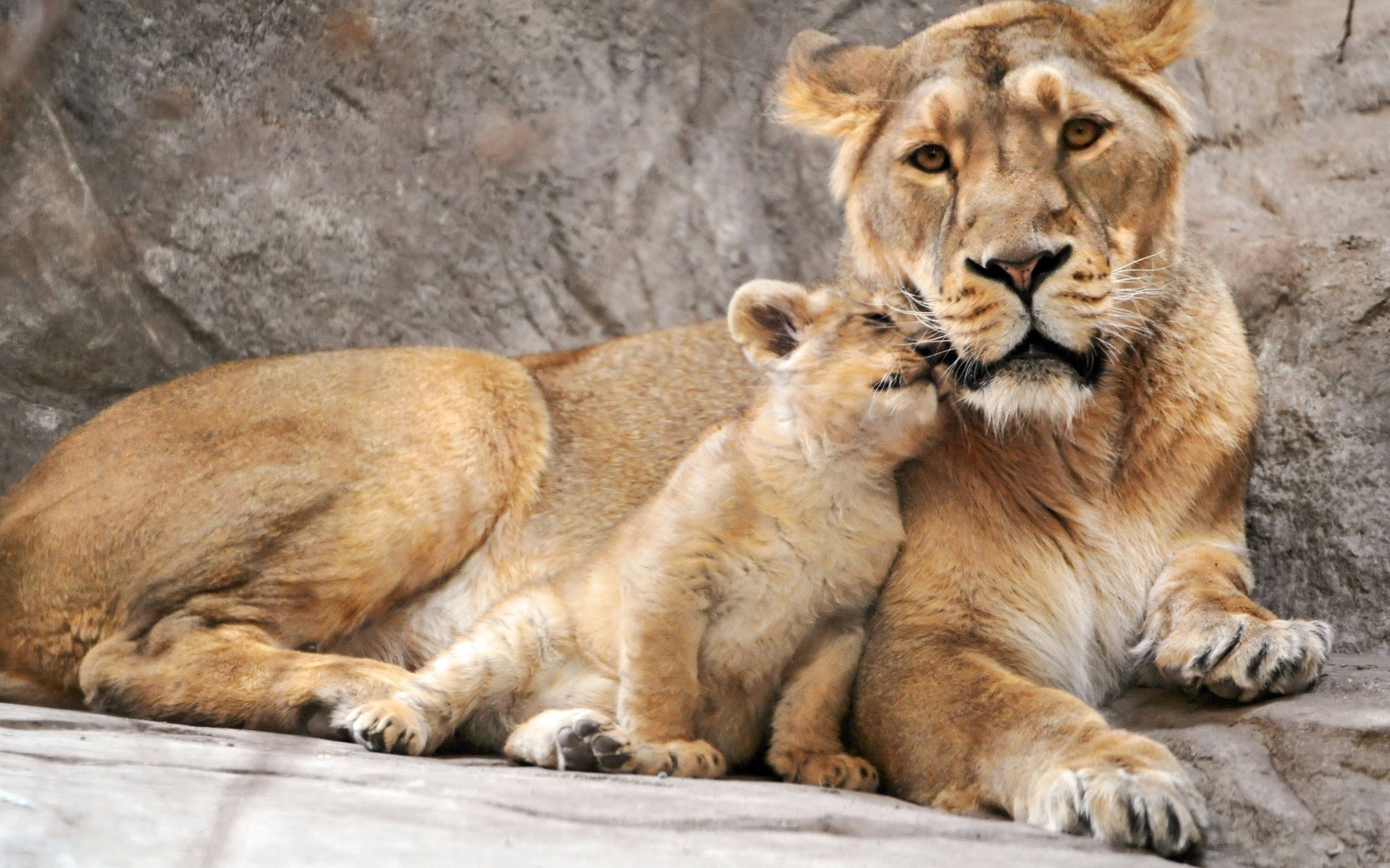 animais gato mamífero vida selvagem leão predador animal comedor de carne selvagem safari caçador natureza jardim zoológico perigo pele grande leoa leões