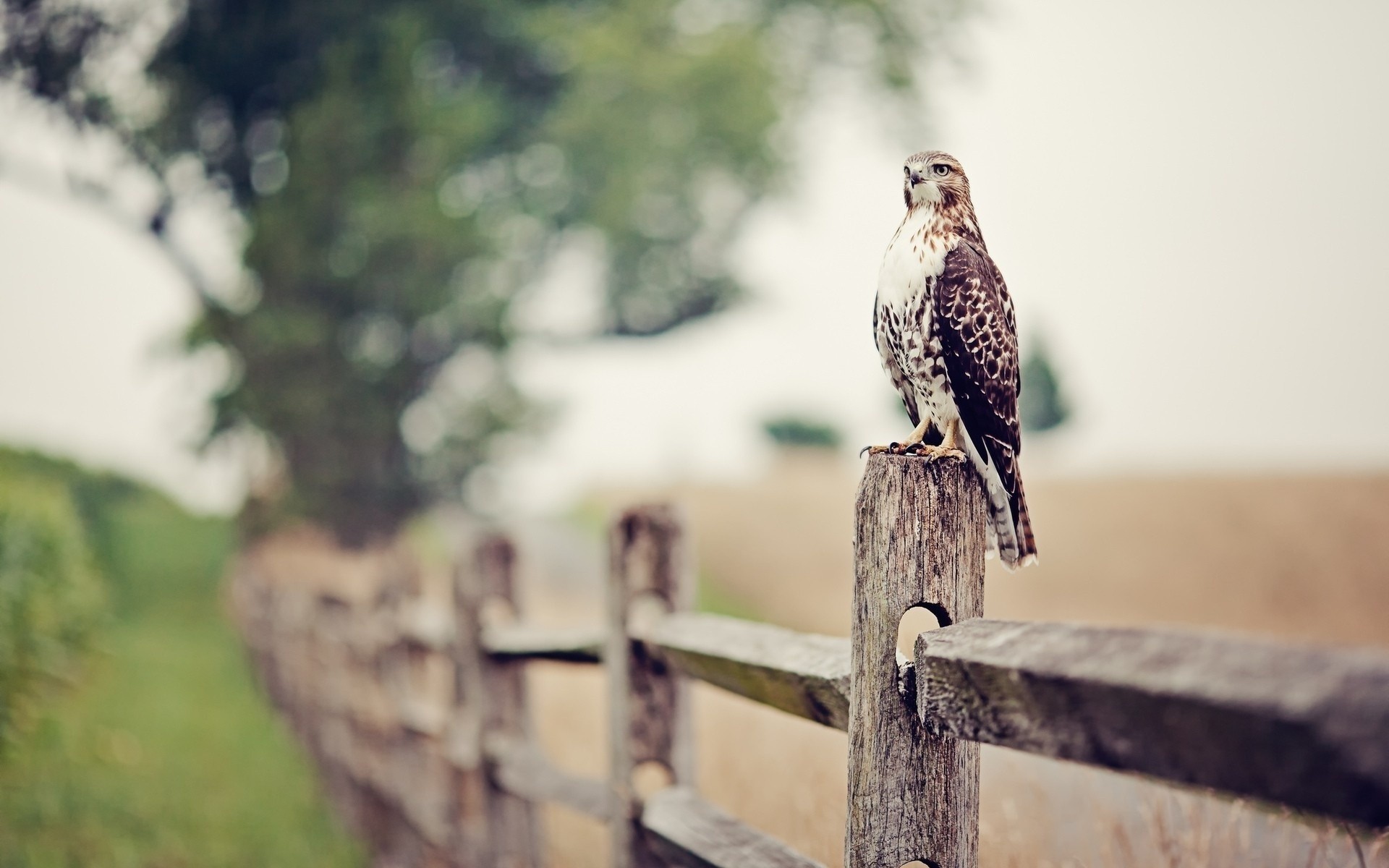 birds of prey bird raptor nature outdoors fence wildlife owl wood animal eagle tree falcon