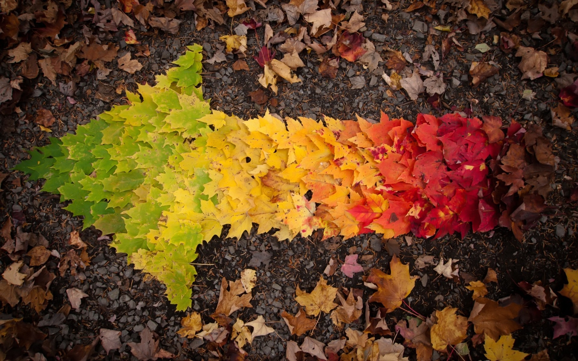 jesień liść jesień sezon klonowy natura pulpit drzewo flora kolor tekstura park wzór ogród środowisko jasna zmiana na zewnątrz zbliżenie liście