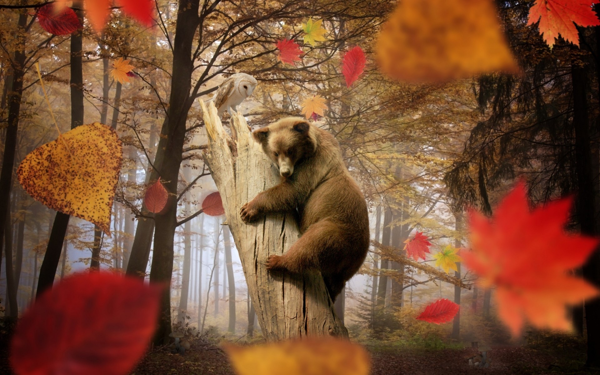 animales otoño árbol hoja madera invierno al aire libre naturaleza arce navidad oso