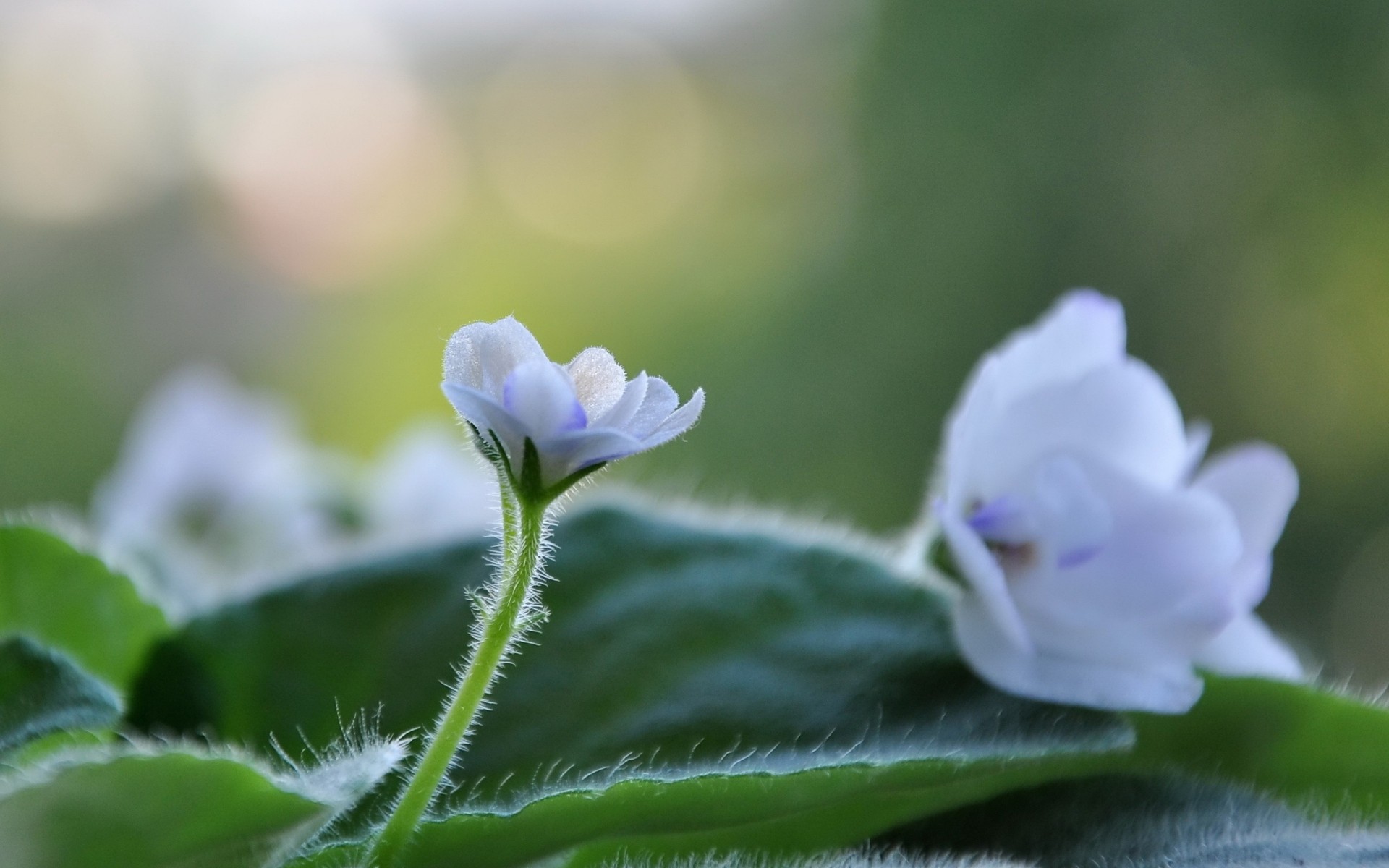 花 自然 植物群 花 叶 花园 特写 夏天 生长 户外 颜色 花卉 美丽 模糊 开花 果壳 季节 草 明亮 花瓣