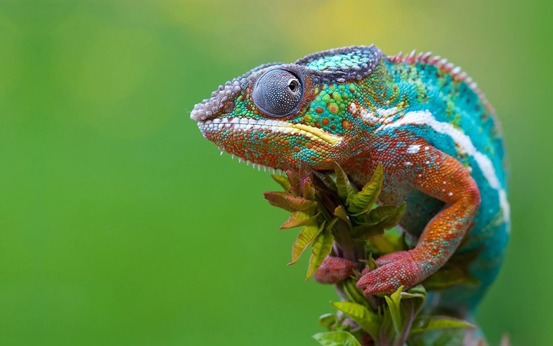 rettili e rane natura fauna selvatica lucertola animale colore gazoo tropicale primo piano camaleonte