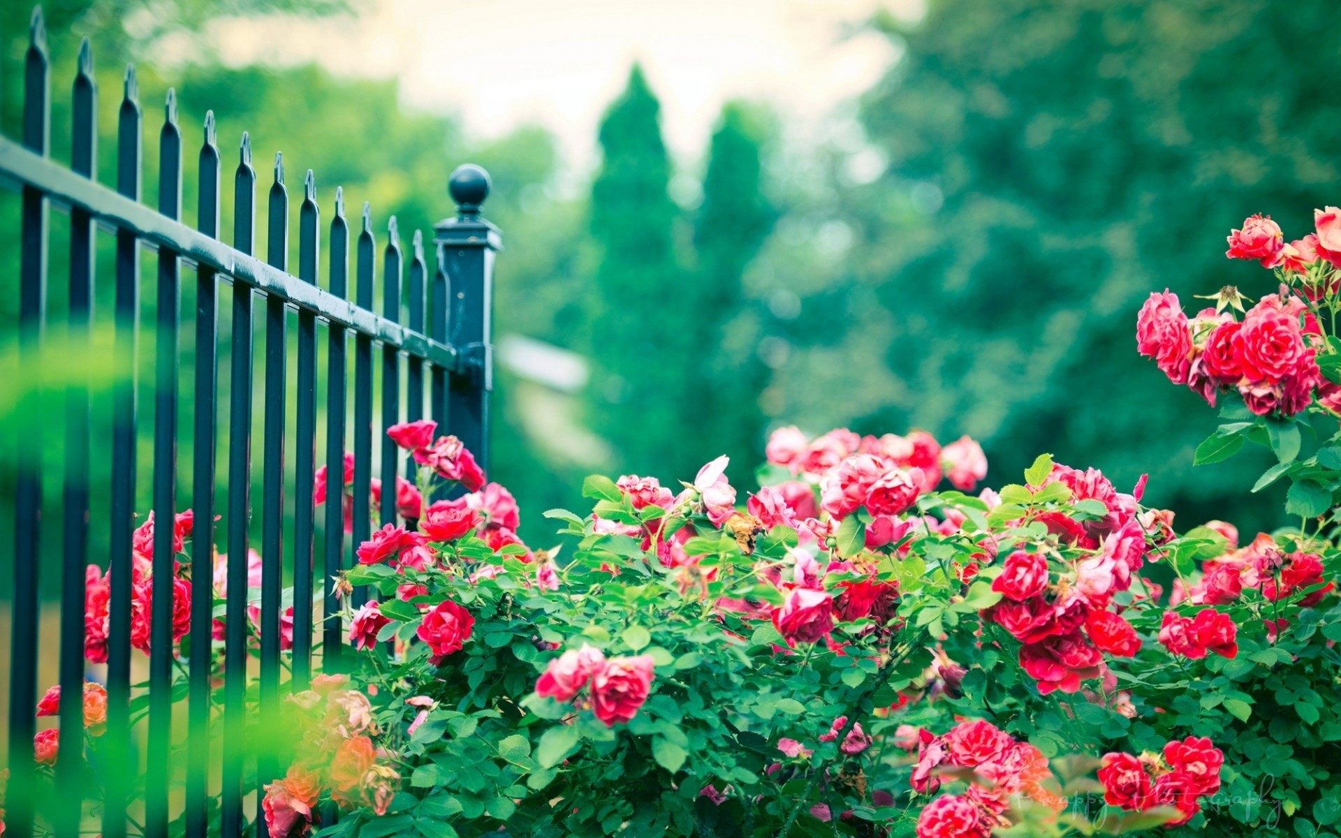 çiçekler çiçek doğa bahçe yaz yaprak flora büyüme açık havada renk parlak gül güller