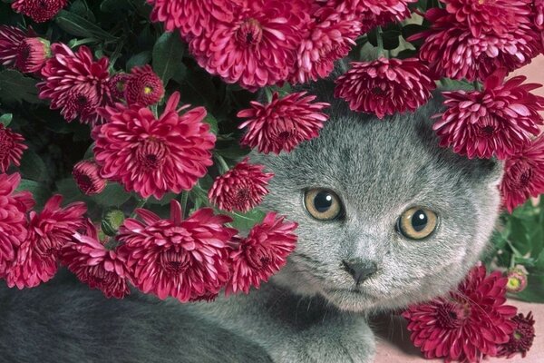 Pretty woman posing in flowers