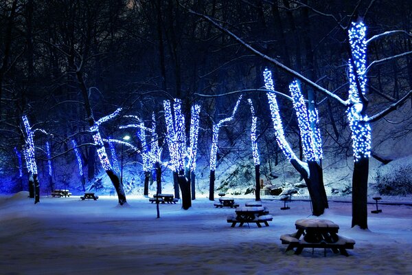 Troncos de árboles cubiertos de nieve iluminados