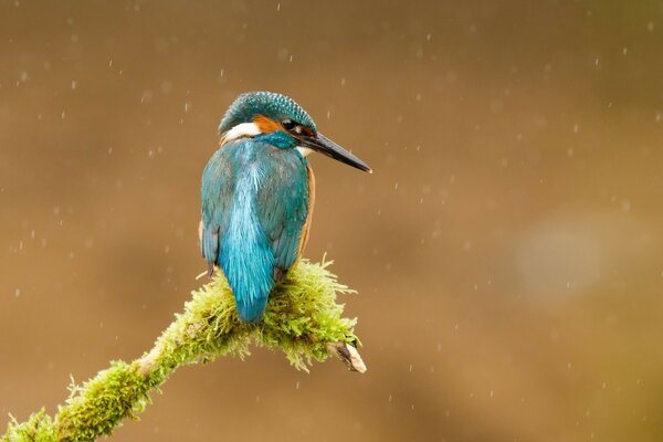 Wildvogel in der Natur