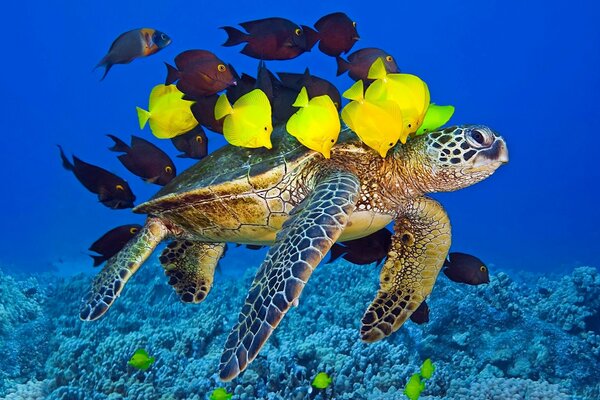 Animais marinhos debaixo d água