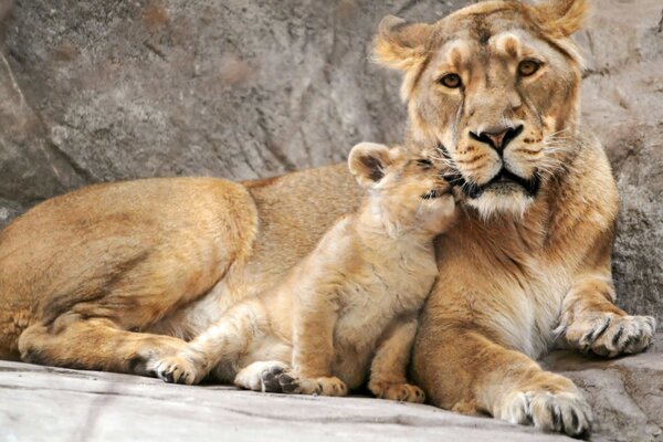 Leones en el zoológico. Leona con un pequeño León