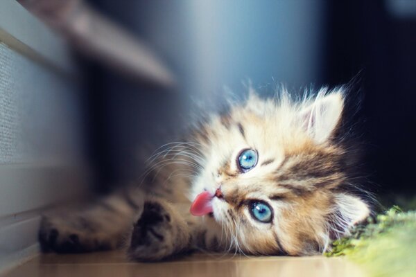 Petit chaton moelleux aux yeux bleus