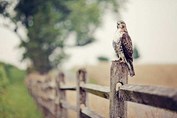 Pájaro al aire libre