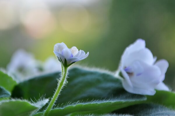 Need blue violet flowers on a green leaf