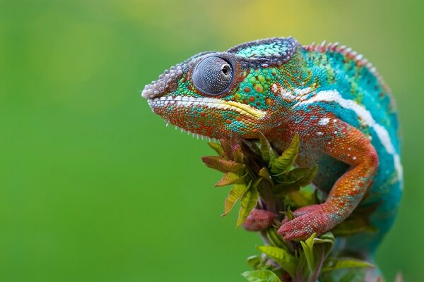 Caméléon multicolore assis sur une branche