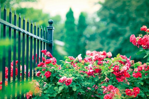 Decoración del paisaje en el Jardín. Arbusto de rosa mosqueta