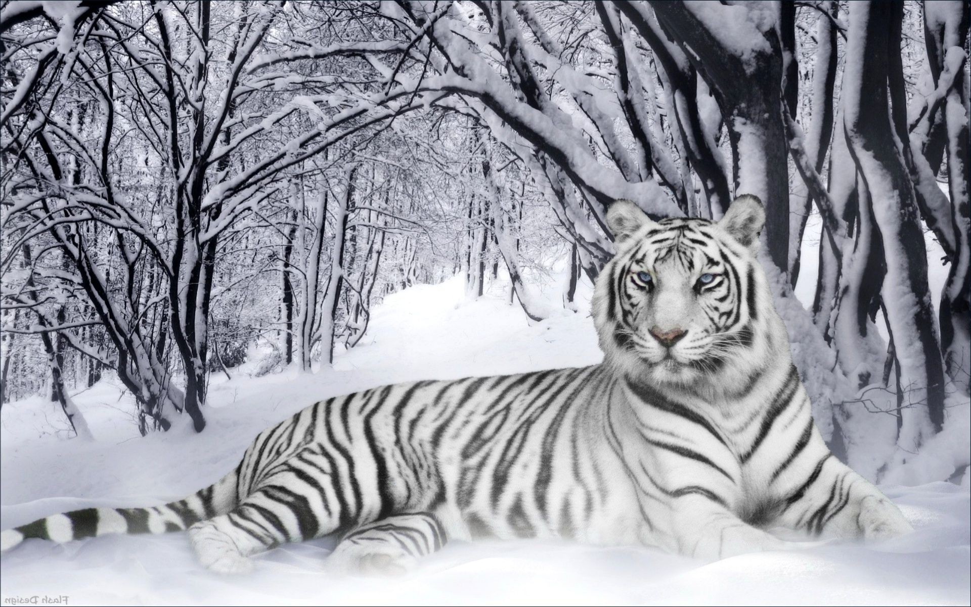 tigers winter snow cold nature cat tree tiger stripe mammal