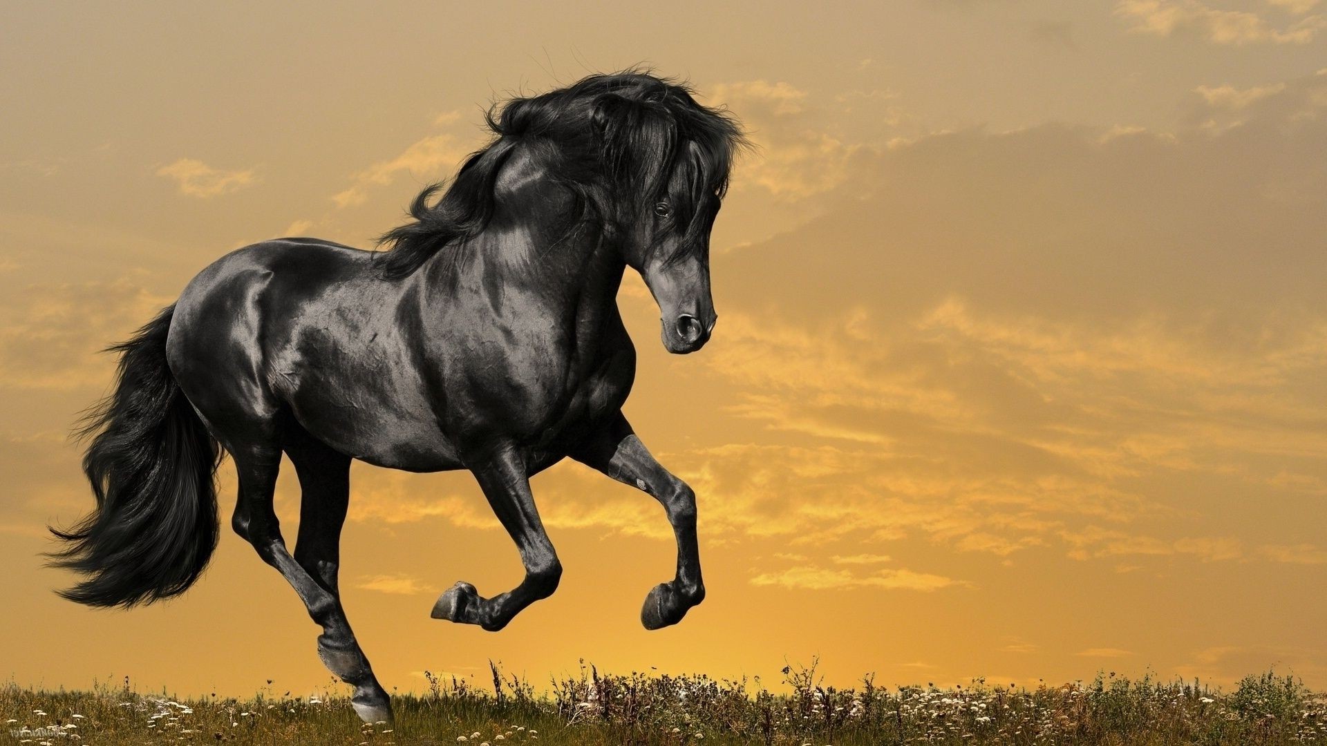 horses mammal cavalry horse mare equestrian stallion mane equine animal farm