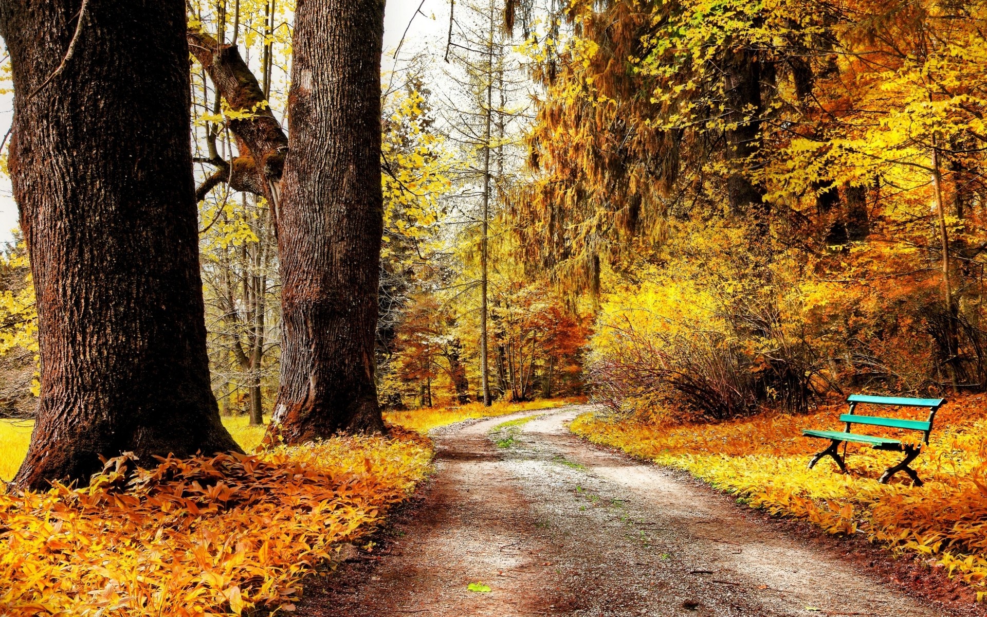 autumn fall leaf wood tree nature park season guidance landscape maple road outdoors environment scenic bench flora footpath scene lane forest