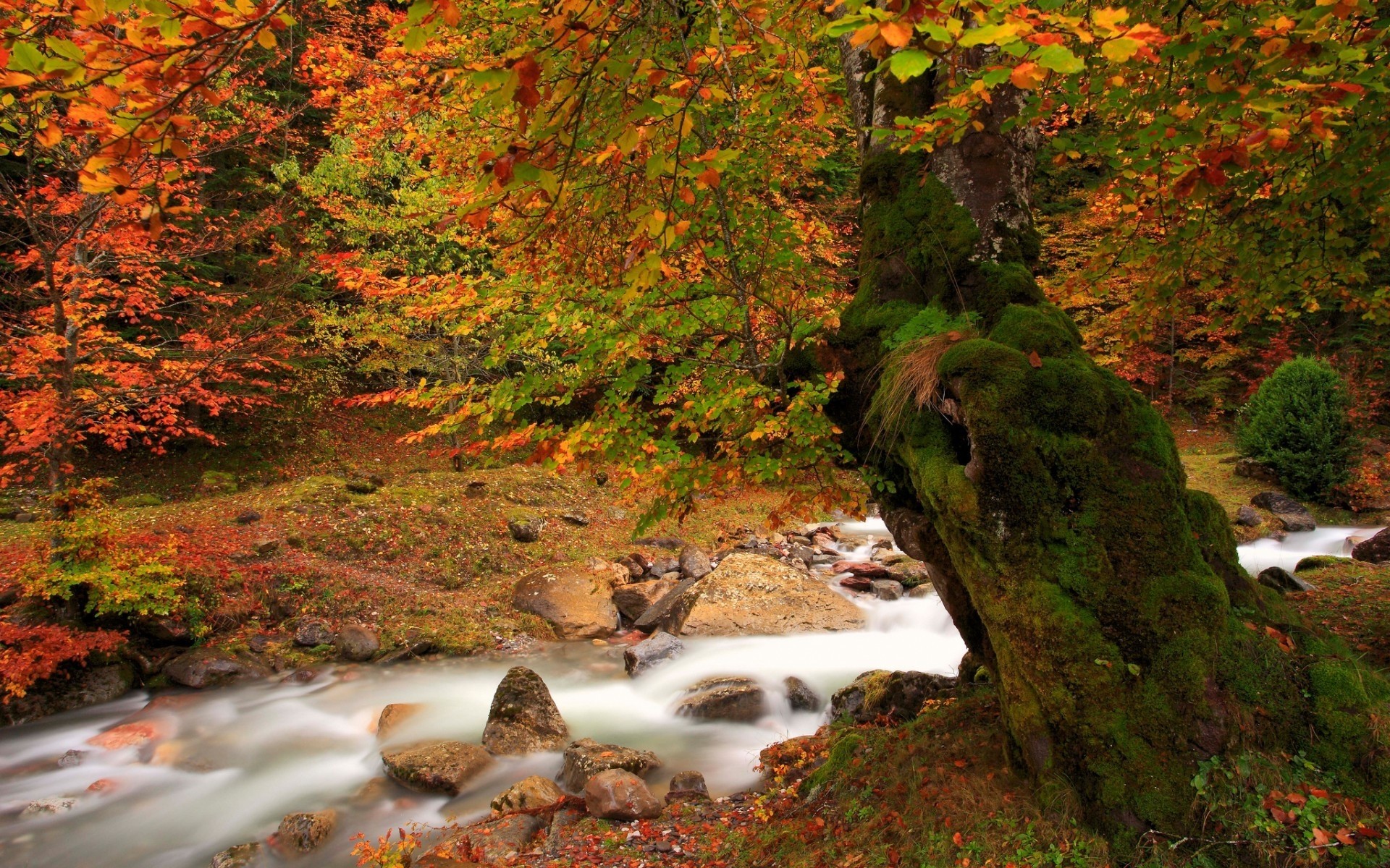 autumn fall leaf tree outdoors nature wood maple landscape scenic water lush travel river forest