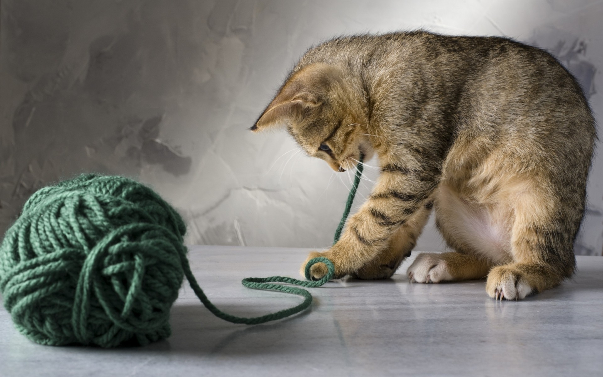 katze katze haustier säugetier tier porträt kätzchen ein niedlich inländische