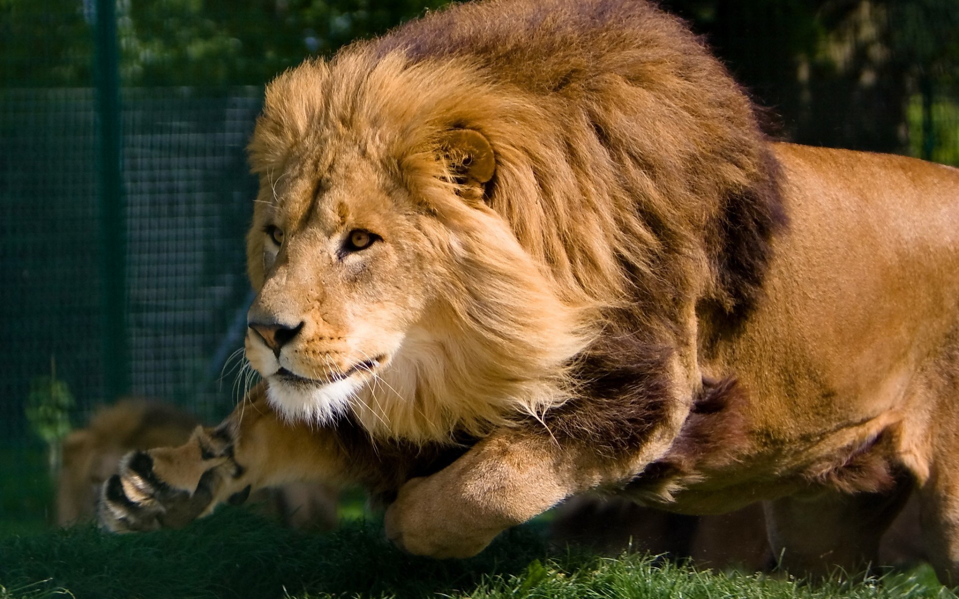 animaux lion chat mammifère faune prédateur animal lionne fourrure sauvage mane safari zoo mangeur de viande portrait herbe nature oeil panthère chasseur