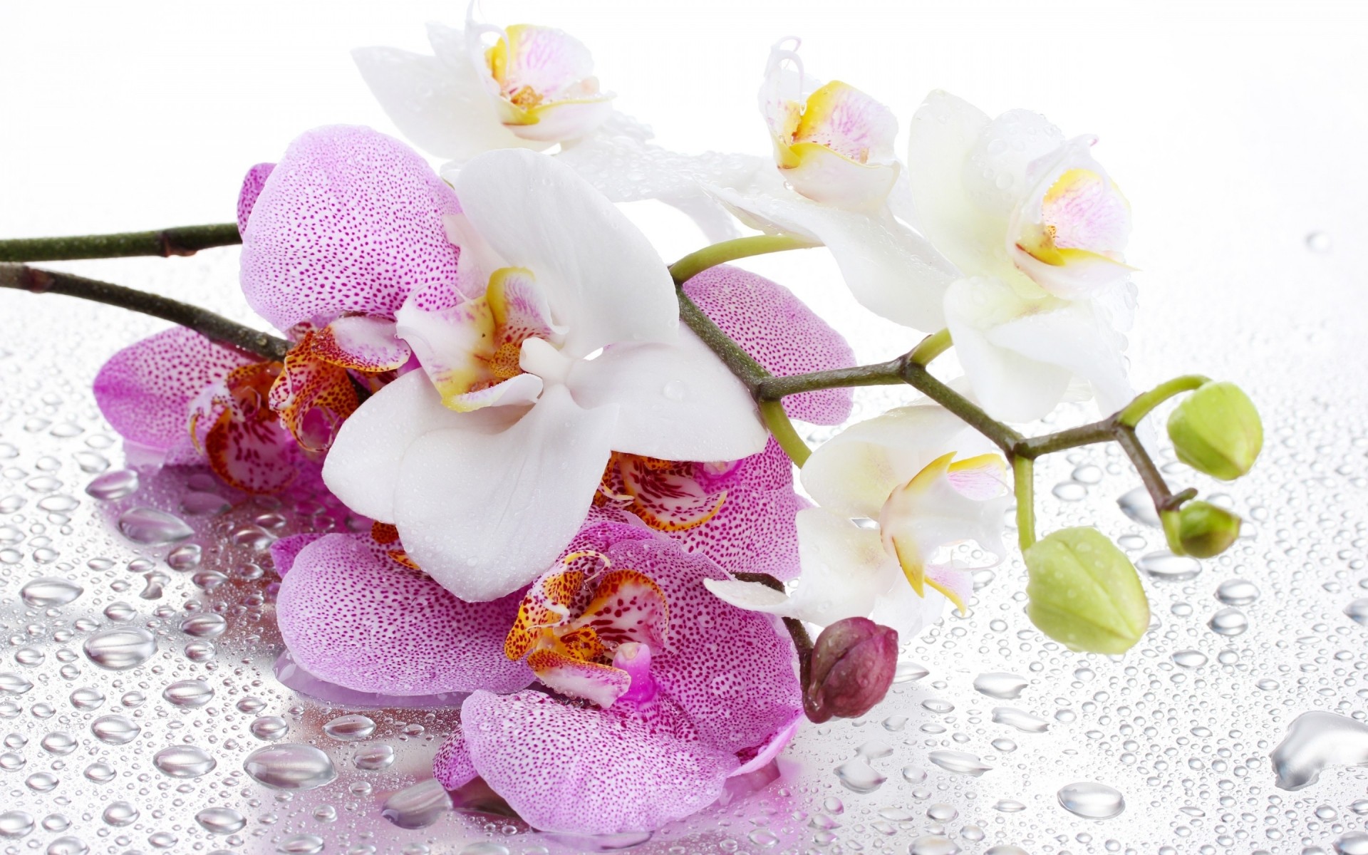 flowers flower nature orchids beautiful bright flora tropical leaf romance petal