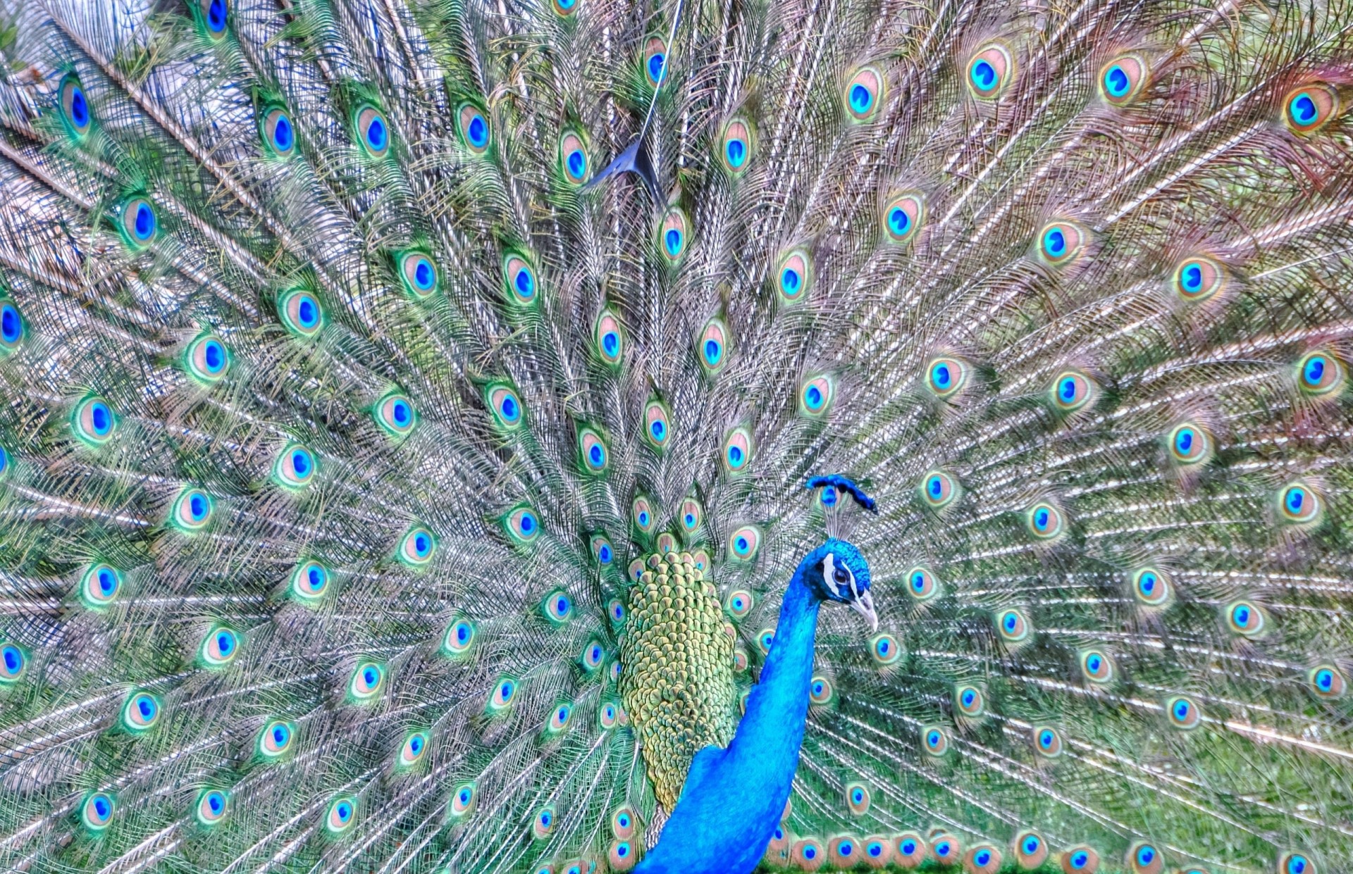 перья павлин хвост