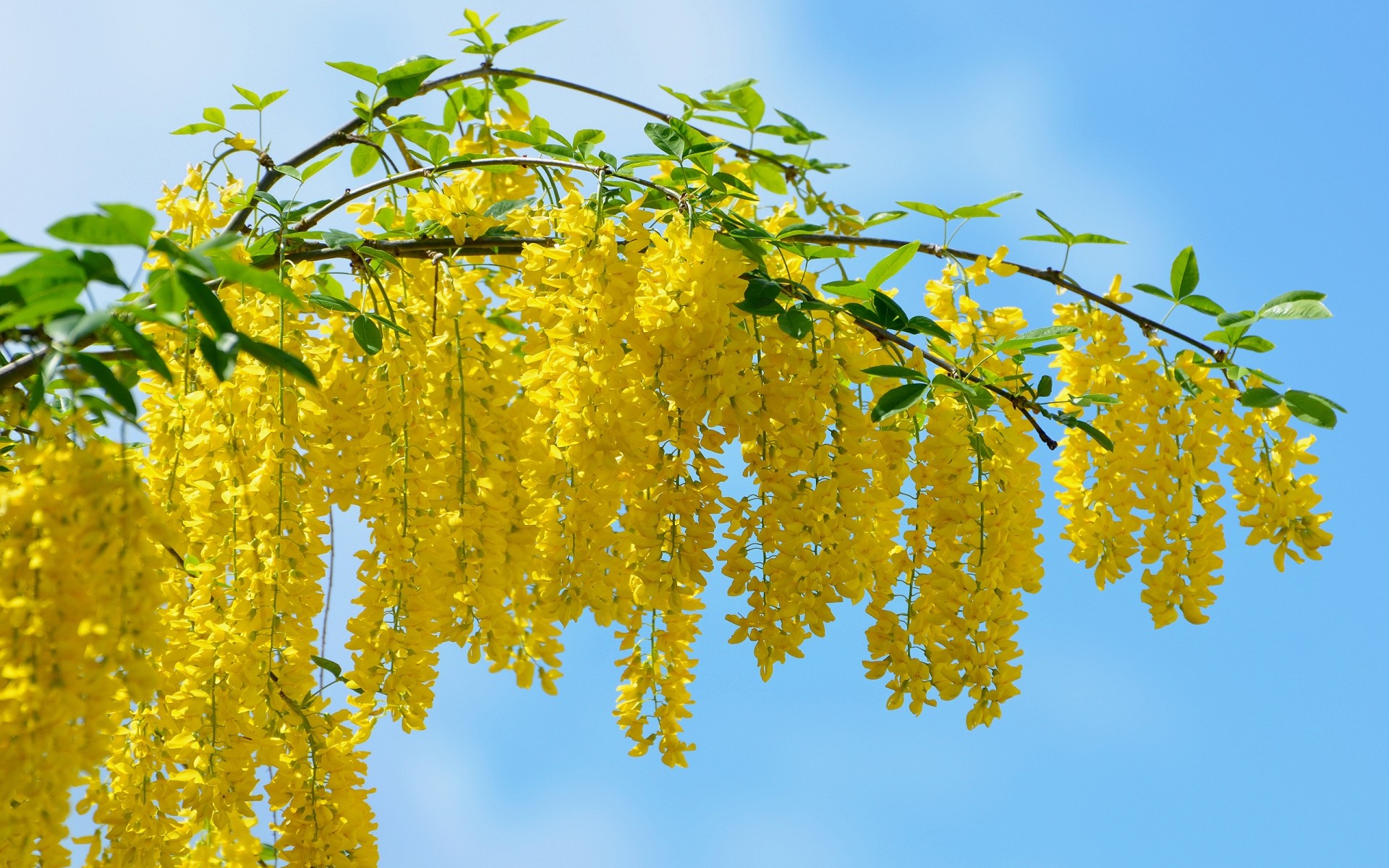 fleurs feuille nature arbre flore saison lumineux beau temps branche été croissance soleil à l extérieur couleur bois fleur environnement acacia