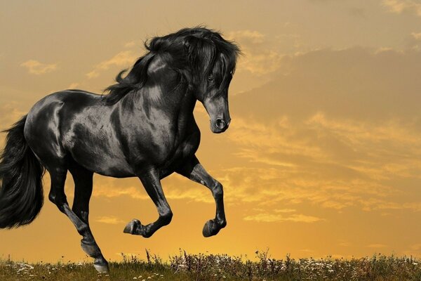 Running black horse at sunset