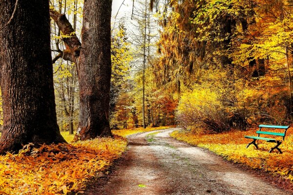 A bright autumn forest with a blue bench in front of thick tree trunks